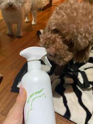[푸푸몬스터](선물세트) 비건 펫 데오 스프레이(탈취제) 500ml (유향/무향 택 1)+산책 물통+메시지카드 — 5점을 준 리뷰어가 2022년 8월 올린 사용 사진