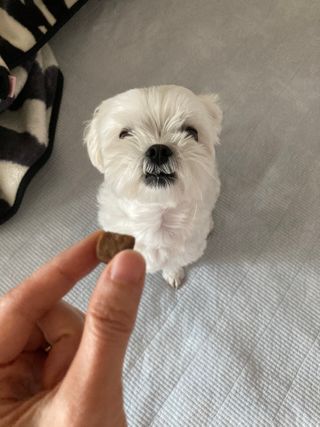 My Pet Care 천연단백질 관절건강에 개좋아 — 5점을 준 리뷰어가 2021년 1월 올린 사용 사진