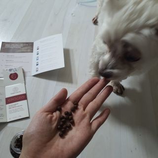 펫21 그로그로 5종 강아지 고양이 반려동물 한방 영양제 — 5점을 준 리뷰어가 2021년 11월 올린 사용 사진