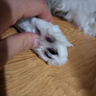 [자유펫] 시코니딘 고양이 강아지 피부 보습 연고 20g — 5점을 준 리뷰어가 2021년 11월 올린 사용 사진
