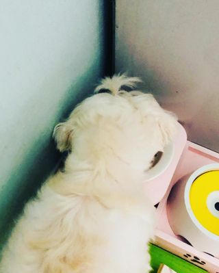 펫에이블 데일리바이트 키토 [비프], [치킨] — 5점을 준 리뷰어가 2021년 8월 올린 사용 사진
