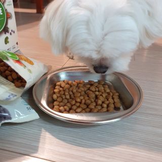 씨디랩 속이 편한 강아지 사료 소프트발란스 기호성 좋은 발효사료 피부와 위장 관절과 위장 — 5점을 준 리뷰어가 2021년 3월 올린 사용 사진