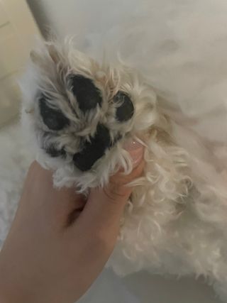[레드허니밤]자유펫 고양이 강아지 발바닥 밤 14g — 5점을 준 리뷰어가 2021년 11월 올린 사용 사진