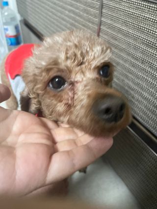 푸들님이 올린 리뷰 사진 4
