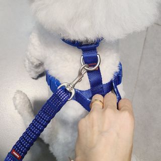 삼숑이맘님이 올린 리뷰 사진 2