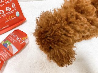 [푸디웜] 라포그  리얼인섹트 관절 저알러지 강아지 사료  1.2KG — 5점을 준 리뷰어가 2022년 8월 올린 사용 사진