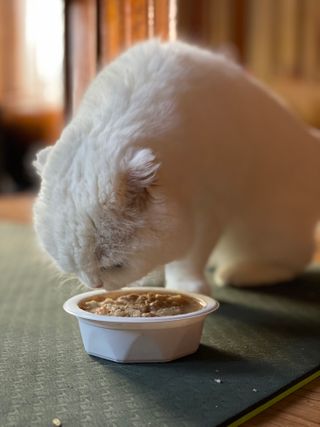 화이집사님이 올린 리뷰 사진 2