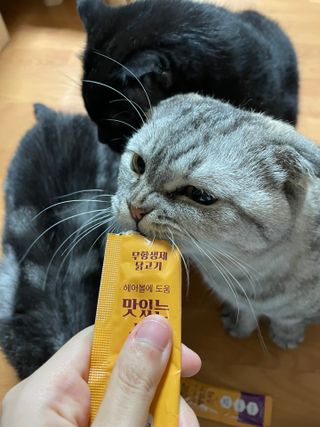페페로니 맛있는 스틱 - 무항생제 닭고기 15개 + 알래스카 연어 15개 — 4점을 준 리뷰어가 2021년 10월 올린 사용 사진