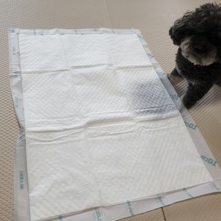 아베크 펫 와이드 프리미엄 대형 애견 강아지 배변 패드 30매 1팩 80g — 4점을 준 리뷰어가 2021년 7월 올린 사용 사진