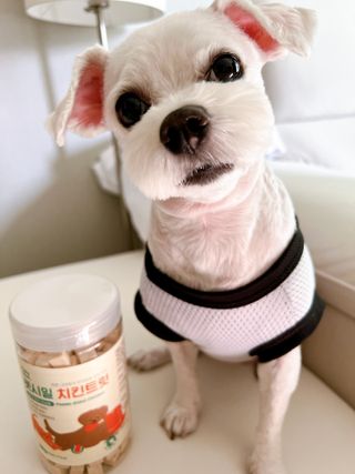 [펫시밀] 원물그대로 영양듬뿍 진공동결건조 북어트릿75g,치킨트릿100g,연어트릿75g 강아지 고양이 간식 — 5점을 준 리뷰어가 2023년 6월 올린 사용 사진