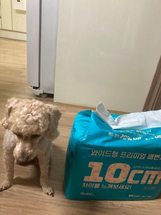 아베크 펫 와이드 프리미엄 대형 애견 강아지 배변 패드 30매 1팩 80g — 5점을 준 리뷰어가 2021년 7월 올린 사용 사진