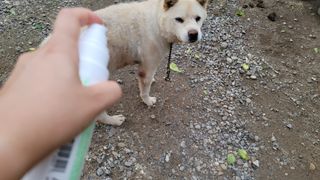 whol 키토미스트 150ml + 실리콘바디브러쉬  강아지 고양이 항균항바이러스, 강력탈취 피부 보습,무향 — 5점을 준 리뷰어가 2022년 9월 올린 사용 사진