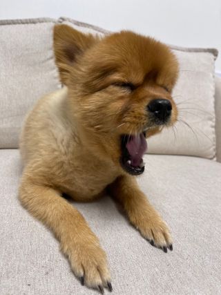 My Pet Care 천연단백질 관절건강에 개좋아 — 5점을 준 리뷰어가 2021년 1월 올린 사용 사진