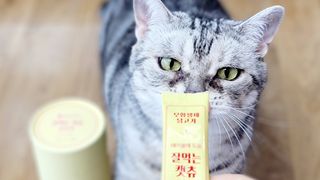 페페로니 잘 먹는 캣츄 - 무항생제 닭고기 24개입 — 5점을 준 리뷰어가 2021년 7월 올린 사용 사진