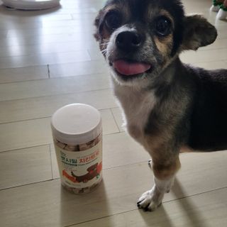 [펫시밀] 원물그대로 영양듬뿍 진공동결건조 북어트릿75g,치킨트릿100g,연어트릿75g 강아지 고양이 간식 — 5점을 준 리뷰어가 2023년 6월 올린 사용 사진