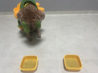 푸들님이 올린 리뷰 사진 3