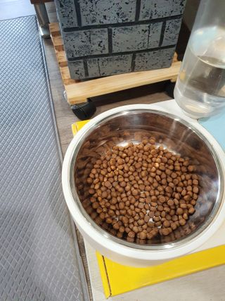씨디랩 속이 편한 강아지 사료 소프트발란스 기호성 좋은 발효사료 피부와 위장 관절과 위장 — 5점을 준 리뷰어가 2021년 3월 올린 사용 사진