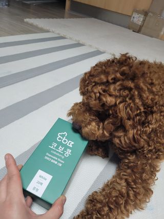 코보콩 에어슈즈 강아지 일회용 신발 소용량 패키지 20매 초경량  미끄럼방지 실내외 겸용 — 5점을 준 리뷰어가 2022년 2월 올린 사용 사진