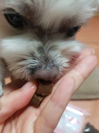 My Pet Care 천연단백질 관절건강에 개좋아 — 5점을 준 리뷰어가 2021년 2월 올린 사용 사진