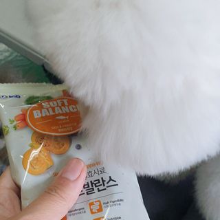 씨디랩 속이 편한 강아지 사료 소프트발란스 기호성 좋은 발효사료 피부와 위장 관절과 위장 — 5점을 준 리뷰어가 2021년 4월 올린 사용 사진