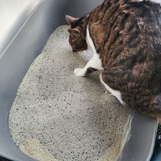 징니คʕ•ﻌ•ʔค님이 올린 리뷰 사진 3