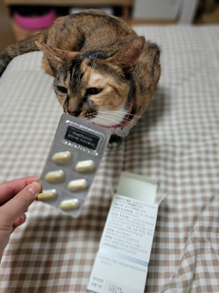 메디타민 원헌드레드 그린프로폴리스 — 4점을 준 리뷰어가 2021년 9월 올린 사용 사진