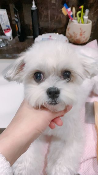 버츠비 퍼피투인원 티어리스 샴푸 앤 컨디셔너 — 4.5점을 준 리뷰어가 2021년 7월 올린 사용 사진