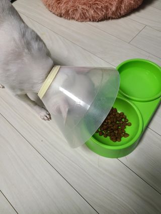 씨디랩 속이 편한 강아지 사료 소프트발란스 기호성 좋은 발효사료 피부와 위장 관절과 위장 — 5점을 준 리뷰어가 2021년 3월 올린 사용 사진