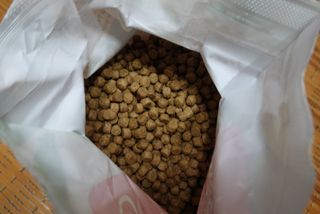 치킨수프 클래식 독 2.04KG — 5점을 준 리뷰어가 2021년 6월 올린 사용 사진