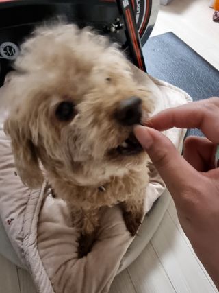 My Pet Care 천연단백질 눈건강에 개좋아 — 5점을 준 리뷰어가 2021년 3월 올린 사용 사진