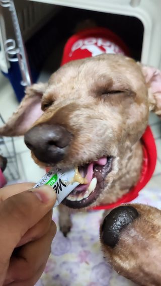 🌈🐩👨‍👩‍👧님이 올린 리뷰 사진 2