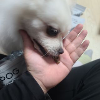 [푸디웜] 라포그 리얼인섹트 소프트키블 스킨 1KG — 5점을 준 리뷰어가 2022년 9월 올린 사용 사진