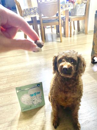 My Pet Care 천연단백질 눈건강에 개좋아 — 4.5점을 준 리뷰어가 2021년 4월 올린 사용 사진