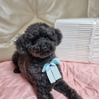 apple님이 올린 리뷰 사진 1