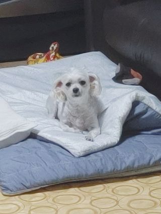 My Pet Care 천연단백질 관절건강에 개좋아 — 4.5점을 준 리뷰어가 2021년 3월 올린 사용 사진