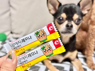 [레모나] 강아지 레모나 강아직 영양 간식 4종 택 1 — 5점을 준 리뷰어가 2023년 12월 올린 사용 사진
