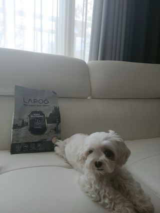 [푸디웜] 라포그 리얼인섹트 소프트키블 스킨 1KG — 5점을 준 리뷰어가 2022년 9월 올린 사용 사진