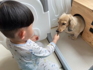 My Pet Care 천연단백질 치아건강에 개좋아 — 4점을 준 리뷰어가 2021년 2월 올린 사용 사진