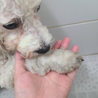 마리앤루이펫샴푸 [mari and louie pet shampoo] — 5점을 준 리뷰어가 2021년 5월 올린 사용 사진