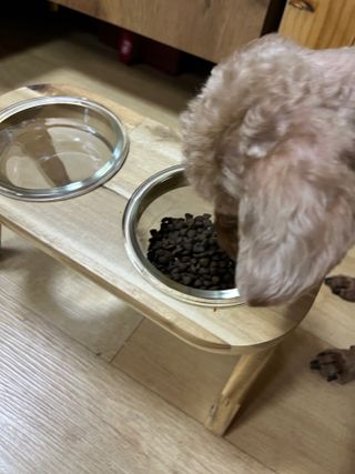 [푸디웜] 라포그  리얼인섹트 관절 저알러지 강아지 사료  1.2KG — 5점을 준 리뷰어가 2022년 8월 올린 사용 사진