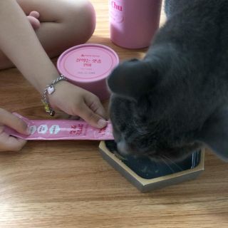 페페로니 잘 먹는 캣츄 - 알래스카 연어 24개입 — 5점을 준 리뷰어가 2021년 7월 올린 사용 사진