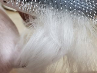 아베크 펫 강아지 고양이 애견 에어 브러쉬 드라이기 올인원 — 3점을 준 리뷰어가 2021년 7월 올린 사용 사진