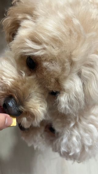 [펫시밀] 원물그대로 영양듬뿍 진공동결건조 북어트릿75g,치킨트릿100g,연어트릿75g 강아지 고양이 간식 — 5점을 준 리뷰어가 2023년 6월 올린 사용 사진