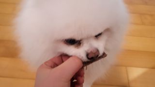 [졸리졸리]말 폐(HORSE LUNG) — 5점을 준 리뷰어가 2023년 2월 올린 사용 사진