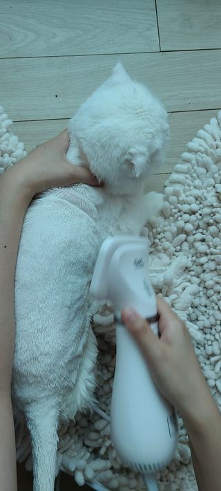 아베크 펫 강아지 고양이 애견 에어 브러쉬 드라이기 올인원 — 5점을 준 리뷰어가 2021년 7월 올린 사용 사진