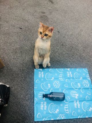 마리앤루이펫샴푸 [mari and louie pet shampoo] — 5점을 준 리뷰어가 2021년 7월 올린 사용 사진