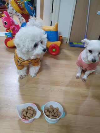 [보장균수500만] 건강한장 프로젝트 강아지사료 보스독 프로바이오틱스 340.19g 2종 — 5점을 준 리뷰어가 2021년 1월 올린 사용 사진
