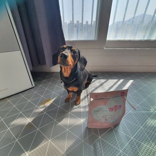 My Pet Care 천연단백질 눈건강에 개좋아 — 5점을 준 리뷰어가 2021년 2월 올린 사용 사진