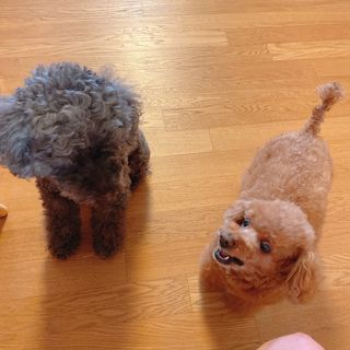 My Pet Care 천연단백질 눈건강에 개좋아 — 5점을 준 리뷰어가 2021년 3월 올린 사용 사진