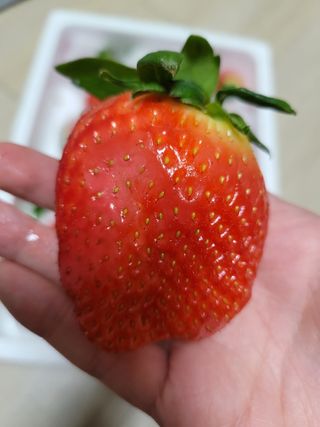 옳음 딸기 논산 설향 딸기 900g 산지직송 — 5점을 준 리뷰어가 2021년 1월 올린 사용 사진